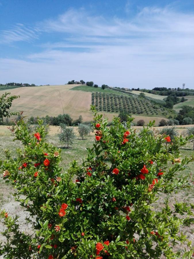 Il Giardino Nella Valle Belvedere Ostrense Exteriér fotografie