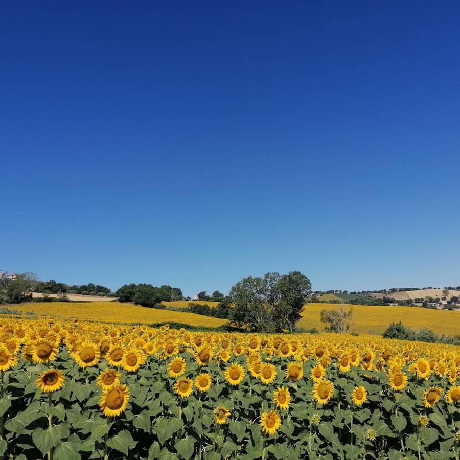 Il Giardino Nella Valle Belvedere Ostrense Exteriér fotografie